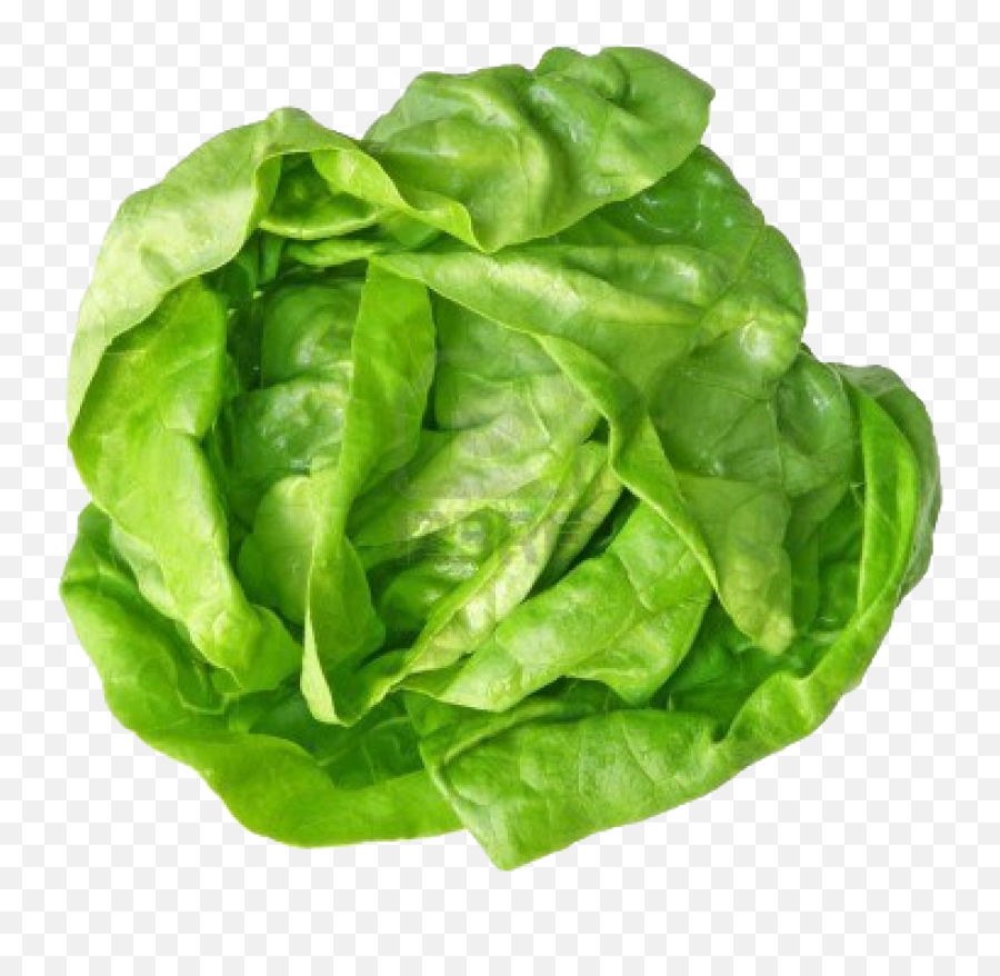 Green Cabbage Png Free Image Download