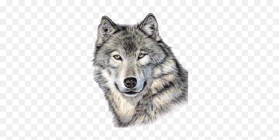Wolf Png - Realistic Wolf Face Drawing,Wolves Png