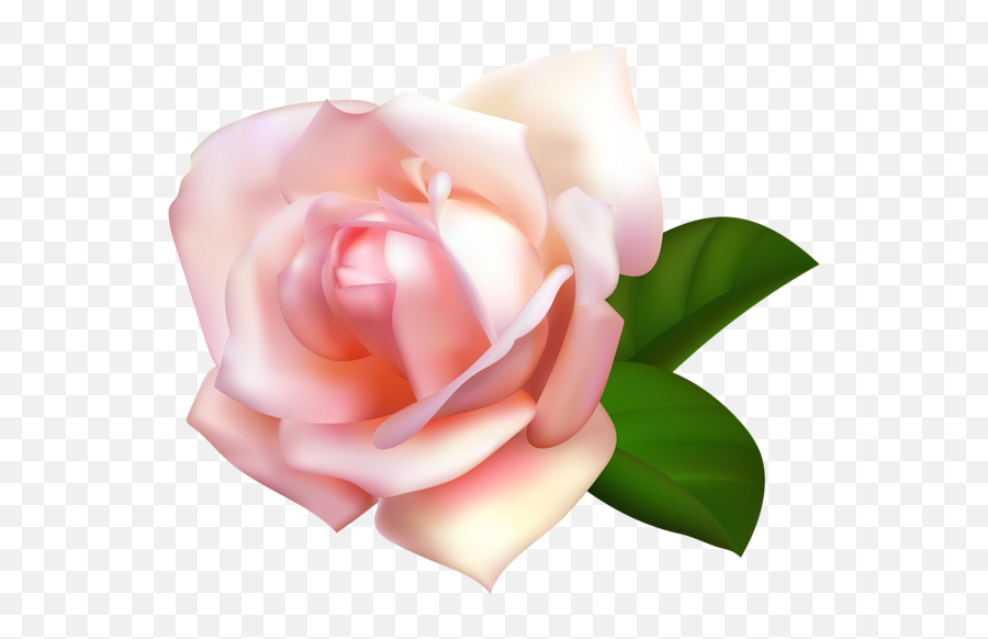 Rose Png Flower Images Free Download - White Rose Clipart Png,Rose Transparent