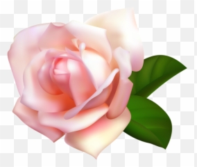 Rose Png Flower Images Free Download - White Clipart