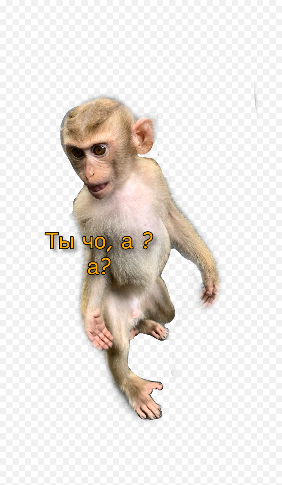 Popular And Trending Mankey Stickers - Rhesus Macaque Png,Mankey Png