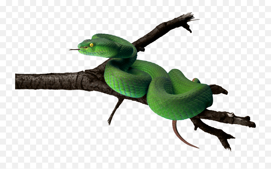 Snake Clipart Transparent Background - Snake With Transparent Background Png,Snake Transparent Background