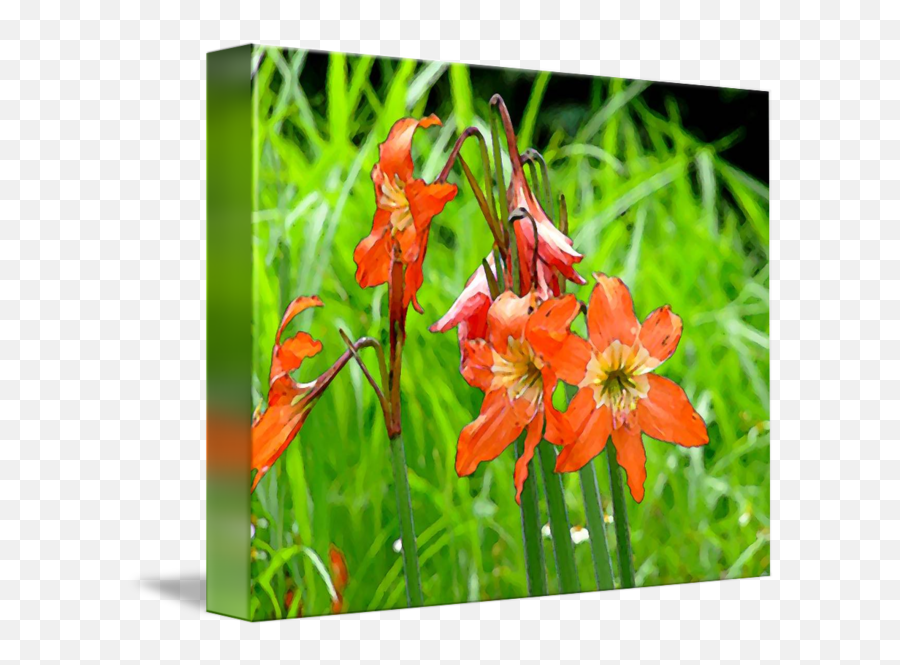 Wild Flowers Red Lirios By Elias Salazar - Crocosmia Crocosmiiflora Png,Wild Flowers Png