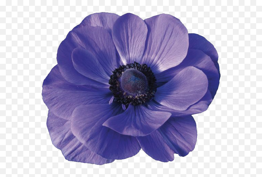 Download Anemones - Anemone Mistral Grape Png,Anemone Png