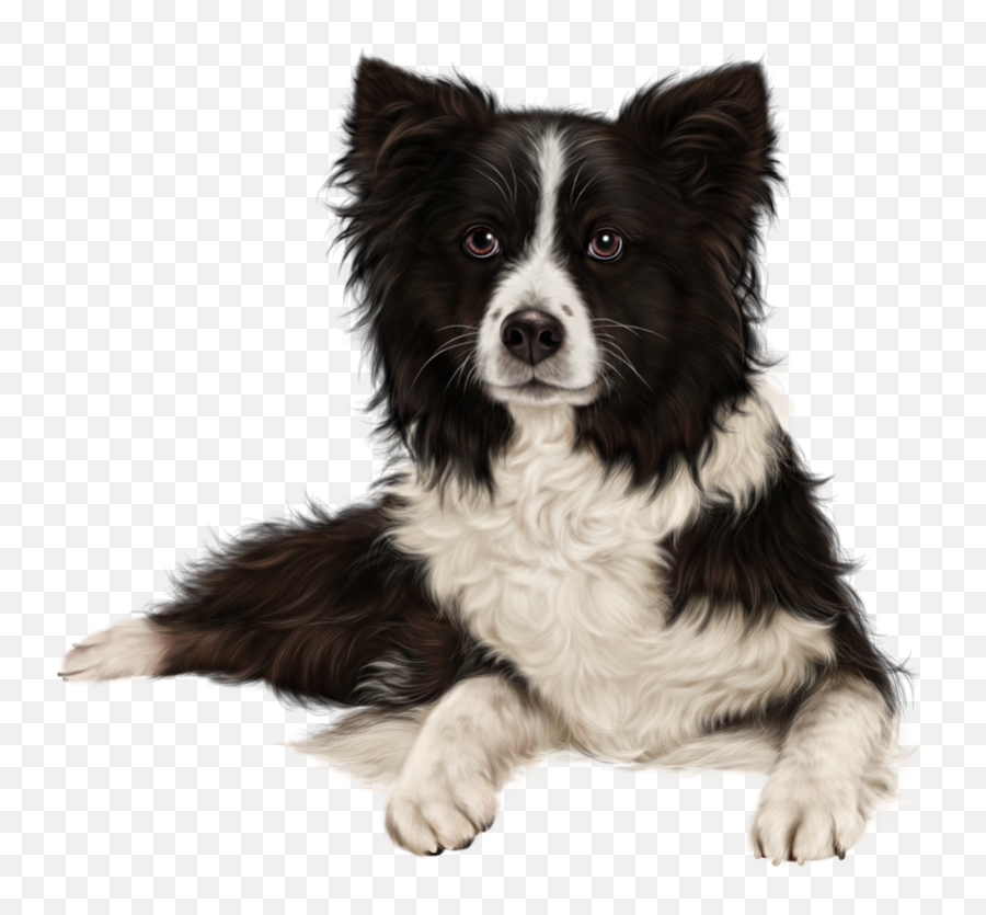 Sheltie Australian Cattle Dog - Border Collie Puppy Hd Png,Border Collie Png