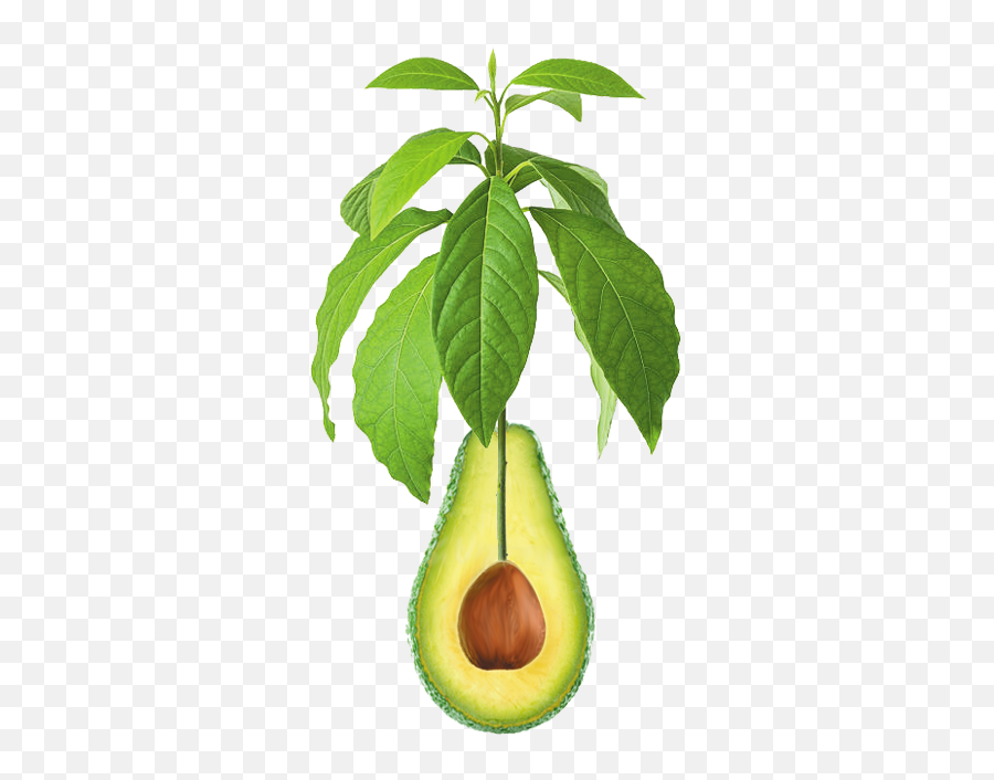 Pin - Pear Png,Avacado Png