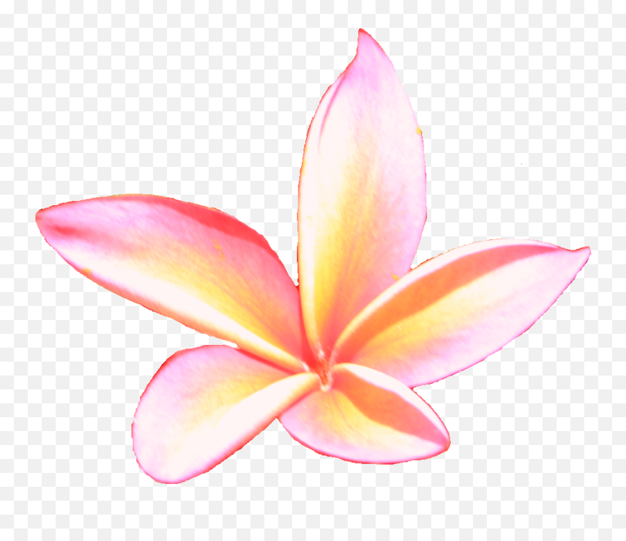 Free Hawaiian Plumeria Flower Photo Isolated Download - Frangipani Png,Plumeria Flower Png