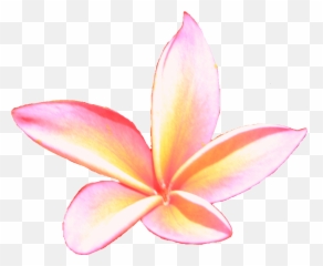 Free Hawaiian Plumeria Flower Photo Isolated Download - Frangipani Png,Plumeria Flower Png