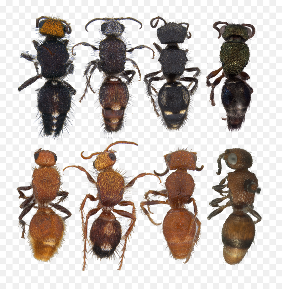 Velvet Ants - Bushblitz Longhorn Beetle Png,Ants Png