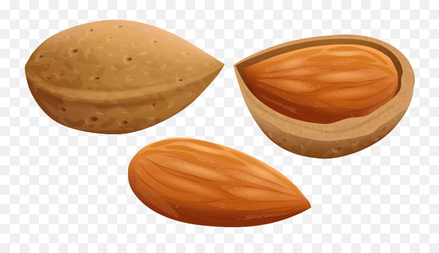 Download Almond Clipart File - Almond Clipart Png,Almond Transparent