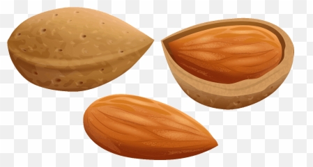 Download Almond Clipart File - Almond Clipart Png,Almond Transparent