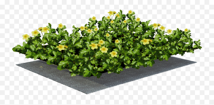 Ground Cover With Plant - Hypericum Png,Ground Cover Png