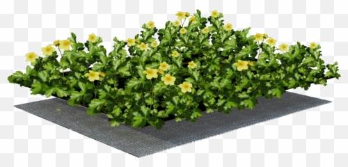 Ground Cover With Plant - Hypericum png