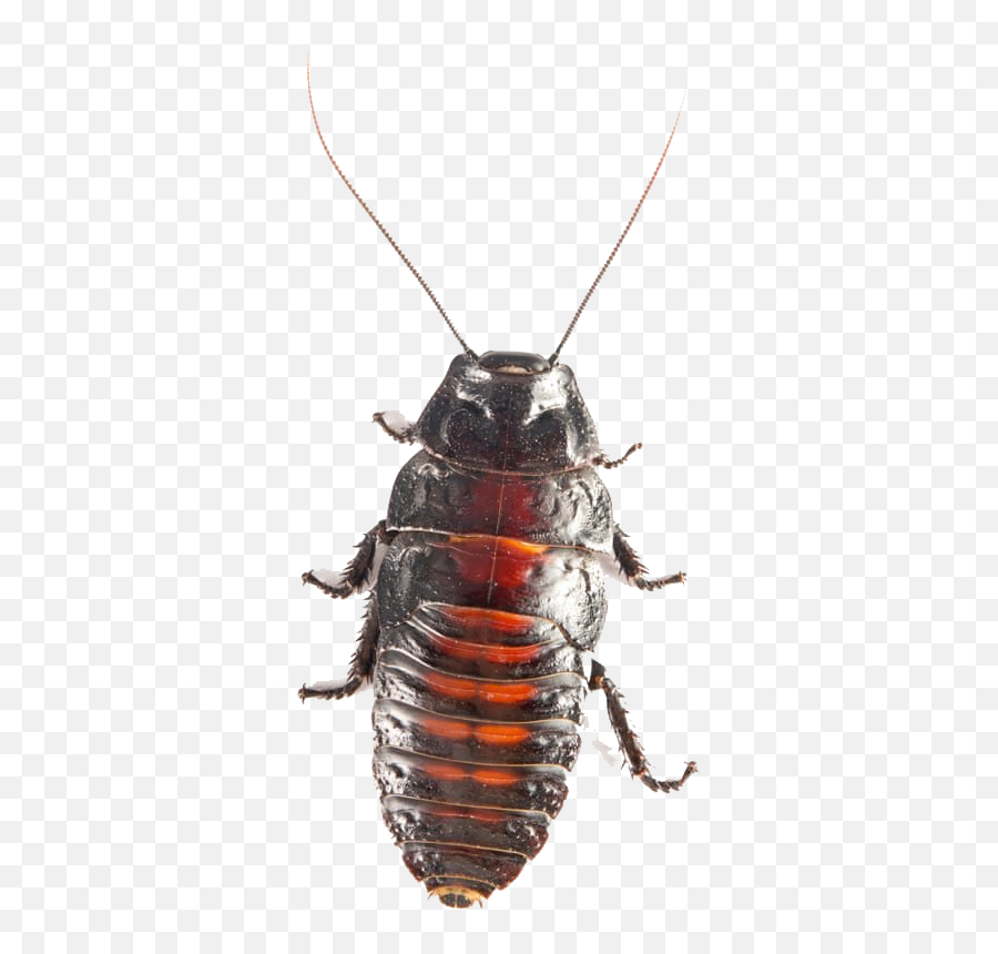 American Cockroach Png Transparent - Madagascar Hissing Cockroach,Cockroach Png