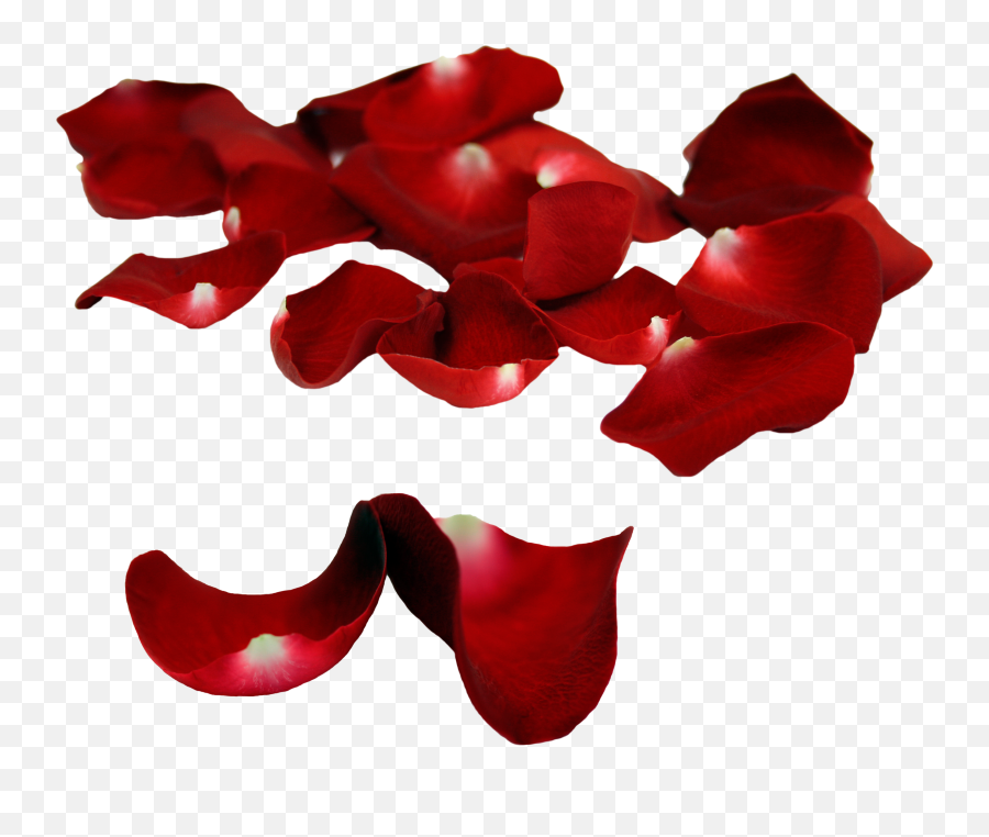 Rose Petals Png Images Hd Quality Free Download - Rose Petals Png Transparent,Flower Petal Png