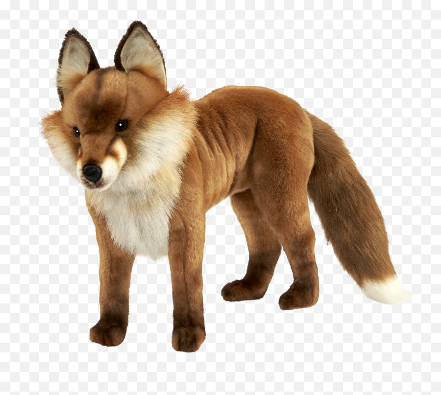 Red Fox Dhole Dog Snout - Fox Png Download 20481799 Dhole Transparent Background,Fox Transparent Background