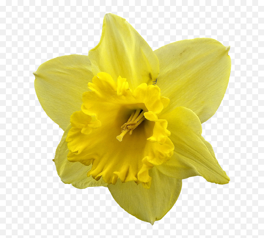 Daffodil Flower Png Free Download - Daffodil,Daffodil Png