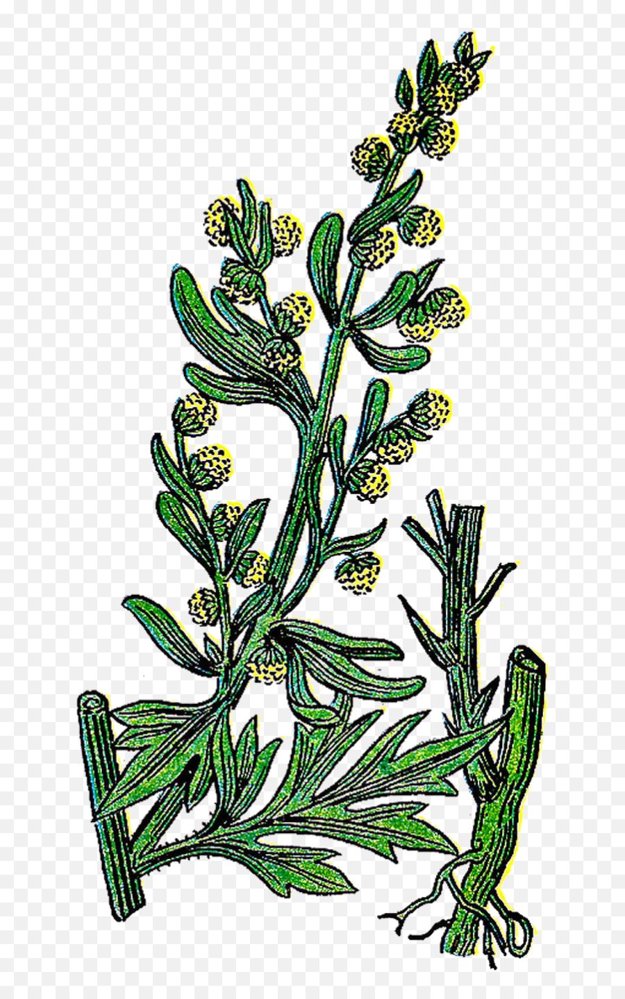 Wormwood Png - Clip Art,Herb Png