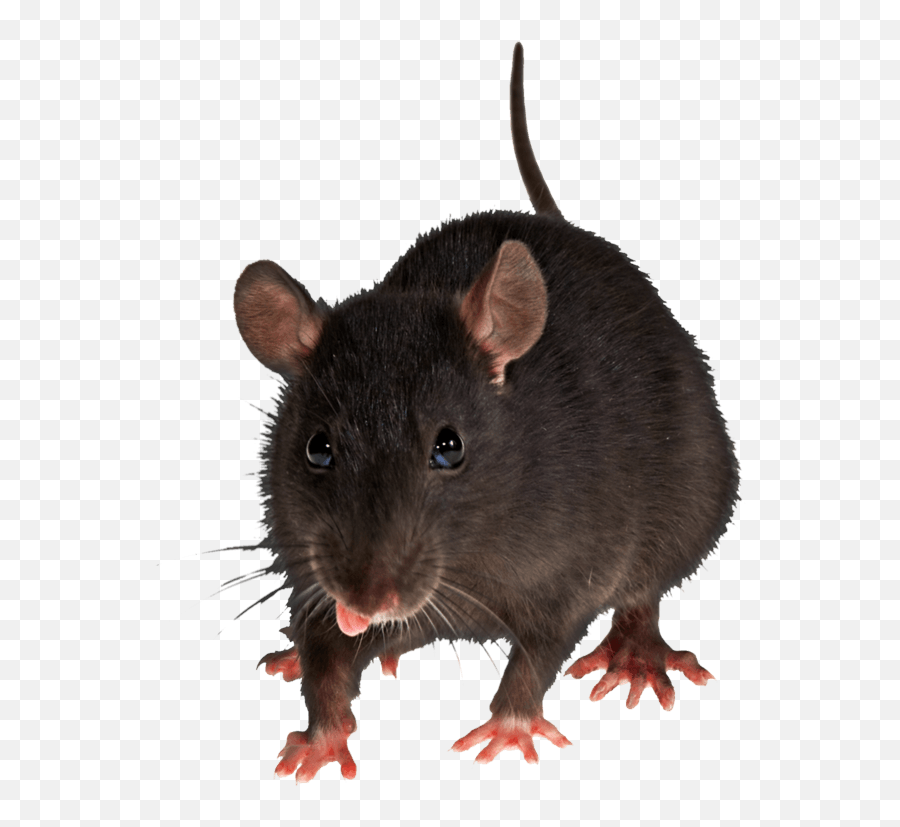 Download Mouse Rat Png Image Hq - Rat Png,Rodent Png