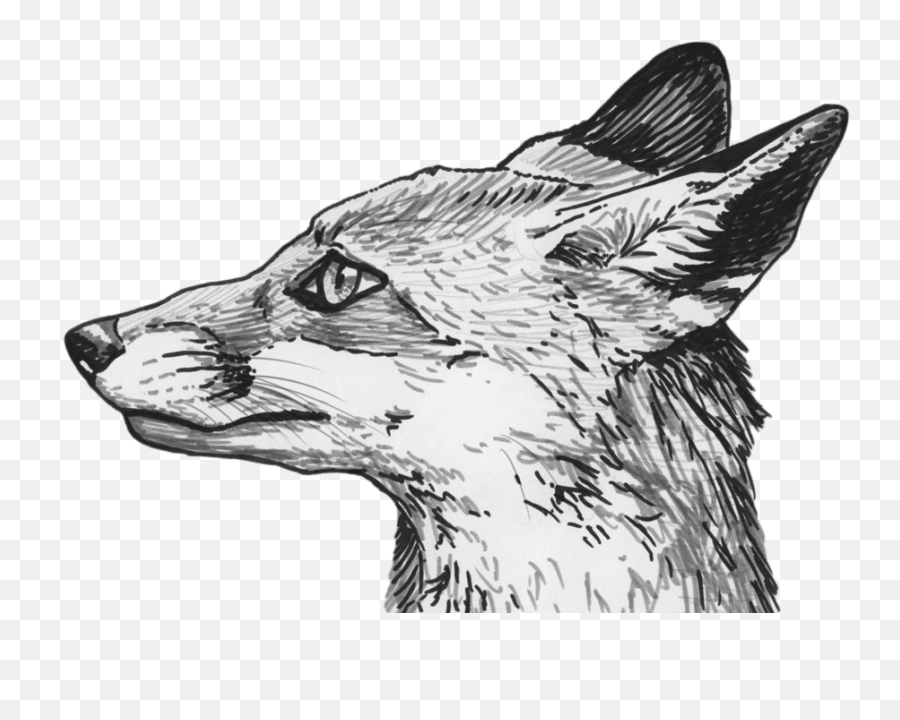 Fox sketch non realistic