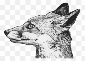 Fox - Fox Sketch Png,Fox Head Png
