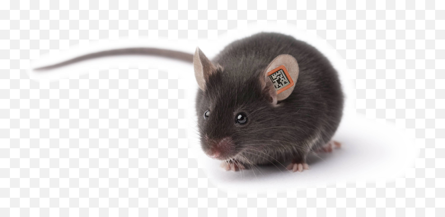Rapid Lab - Mouse Animal Png,Mouse Animal Png