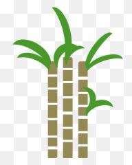 Sugar Cane - Sugar Cane Png,Sugar Png