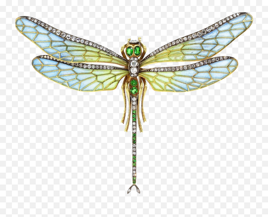 Dragonfly Png Transparent Images