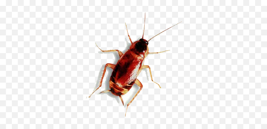 Roach Png - Animal Has Six Legs,Roach Png
