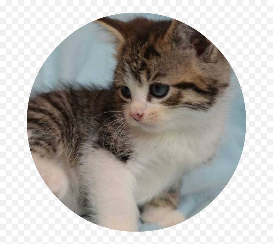 Download Litter Of Adorable Kittens 543d48951a9e7 - Kitten Kitten Png,Kittens Png