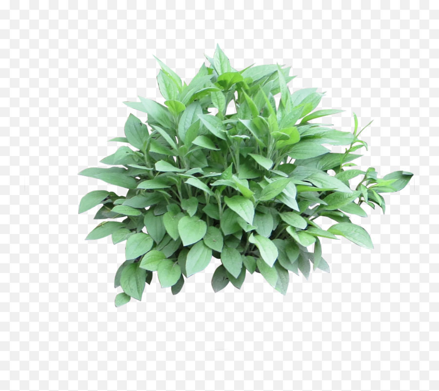 Free Png Images For Photoshop Picture - Shrub Png,Free Png Images For Photoshop