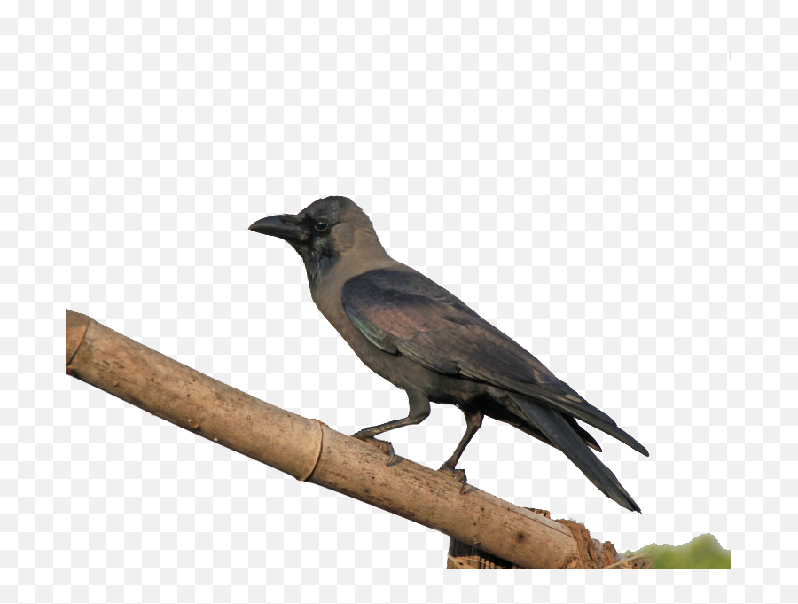 Crow Png Transparent Images Free Download - Crow Png,Crow Transparent