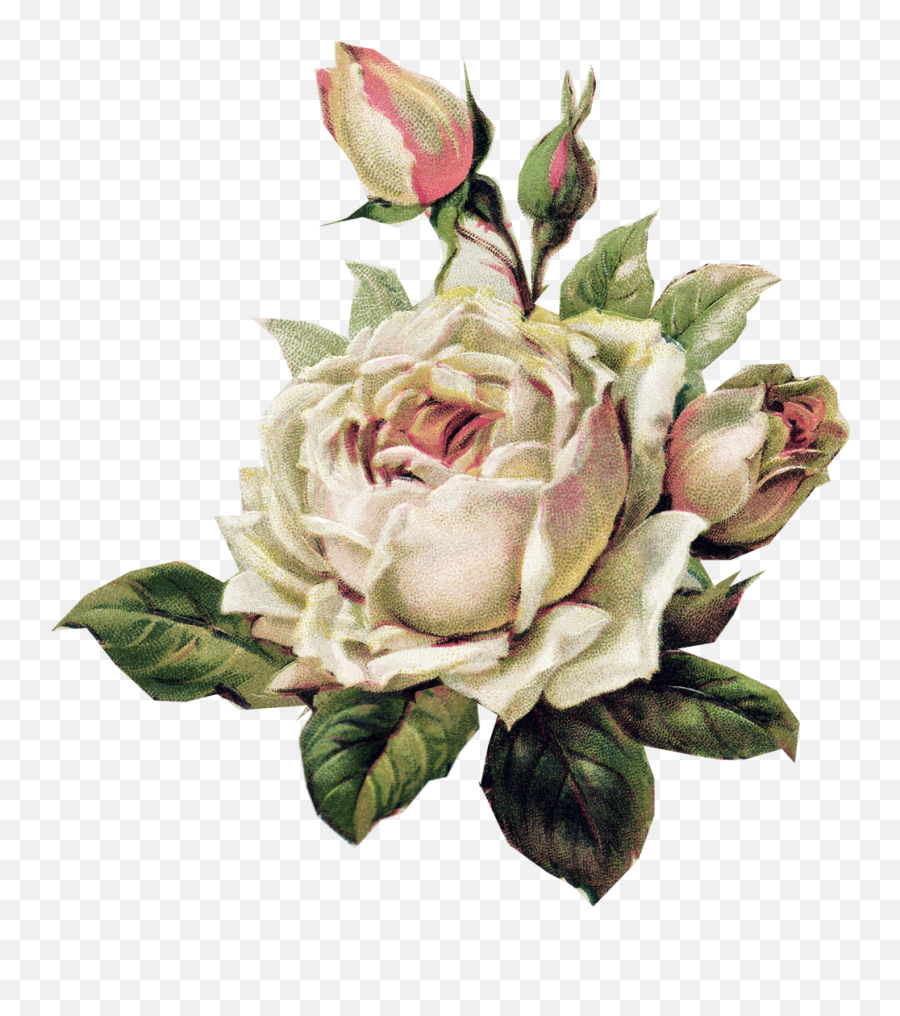 Vintage Rose Png Images Collection For Free Download White Roses