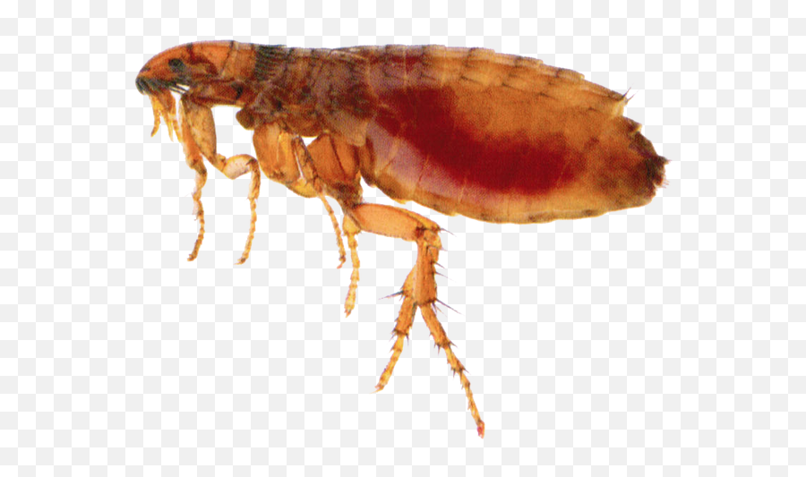 Insects Free Png Images Play - Fleas Animal,Insects Png