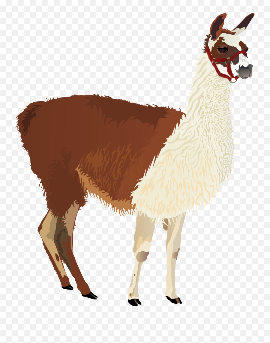 Llama Clip Art - Alpaca Png Download 19772313 Free Animal Llama Png,Llama Png