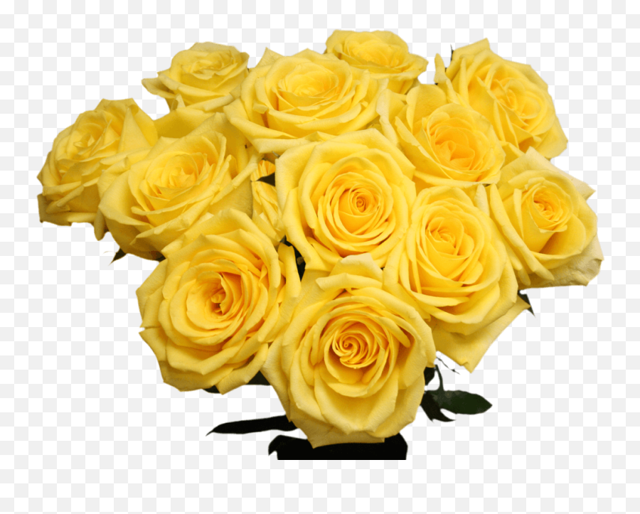 Globalrose Fresh Cut Gold Strike Roses - 50 Yellow Roses Garden Roses Png,Yellow Rose Transparent