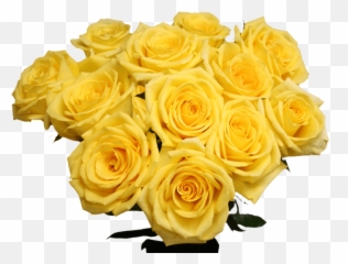Globalrose Fresh Cut Gold Strike Roses - 50 Yellow Roses Garden Roses Png,Yellow Rose Transparent
