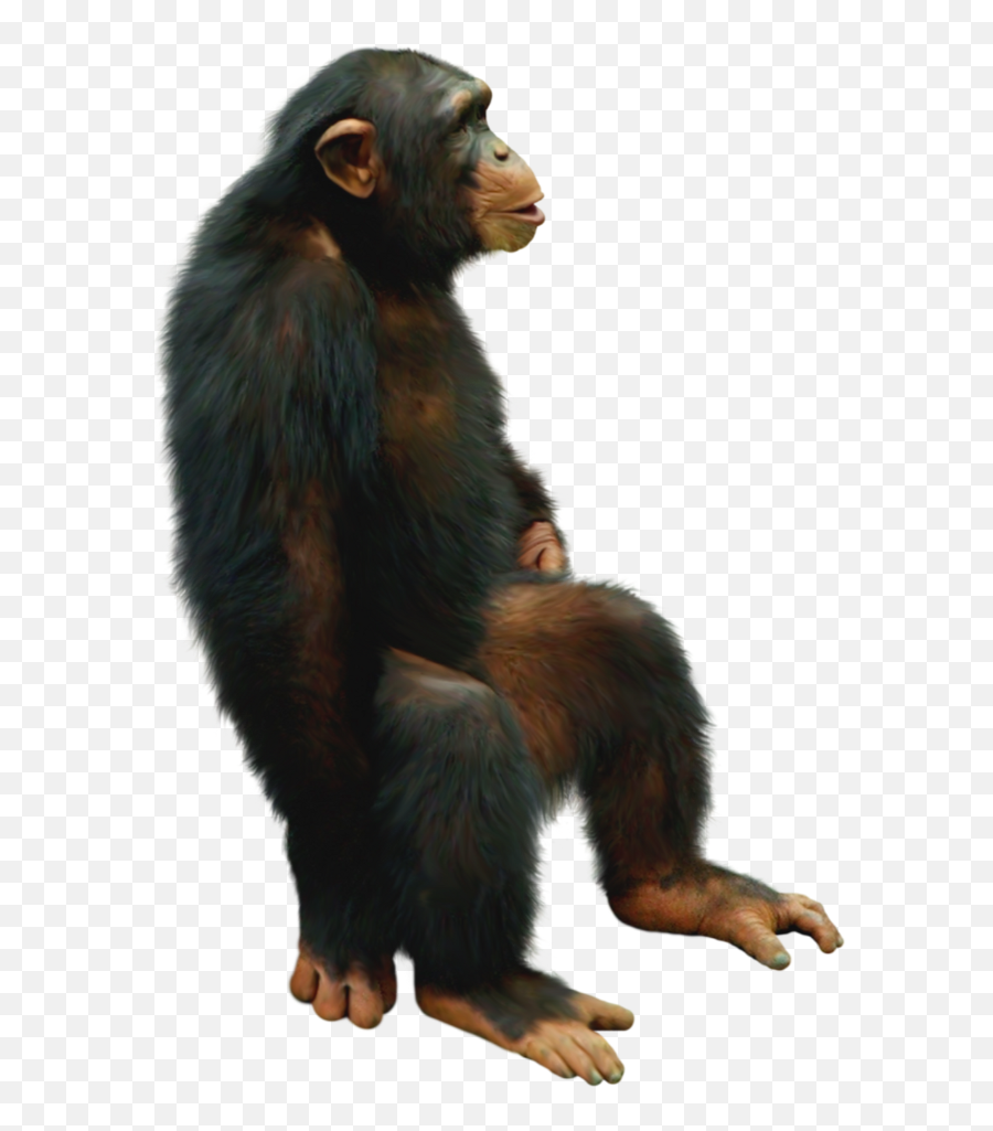 Download Hd Chimp Sticker - Chimp Transparent Png,Chimp Png
