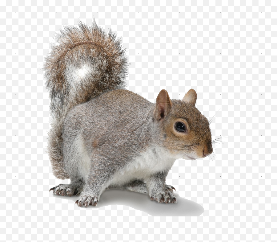 Squirrel - Squirrel Transparent Png,Squirrel Transparent