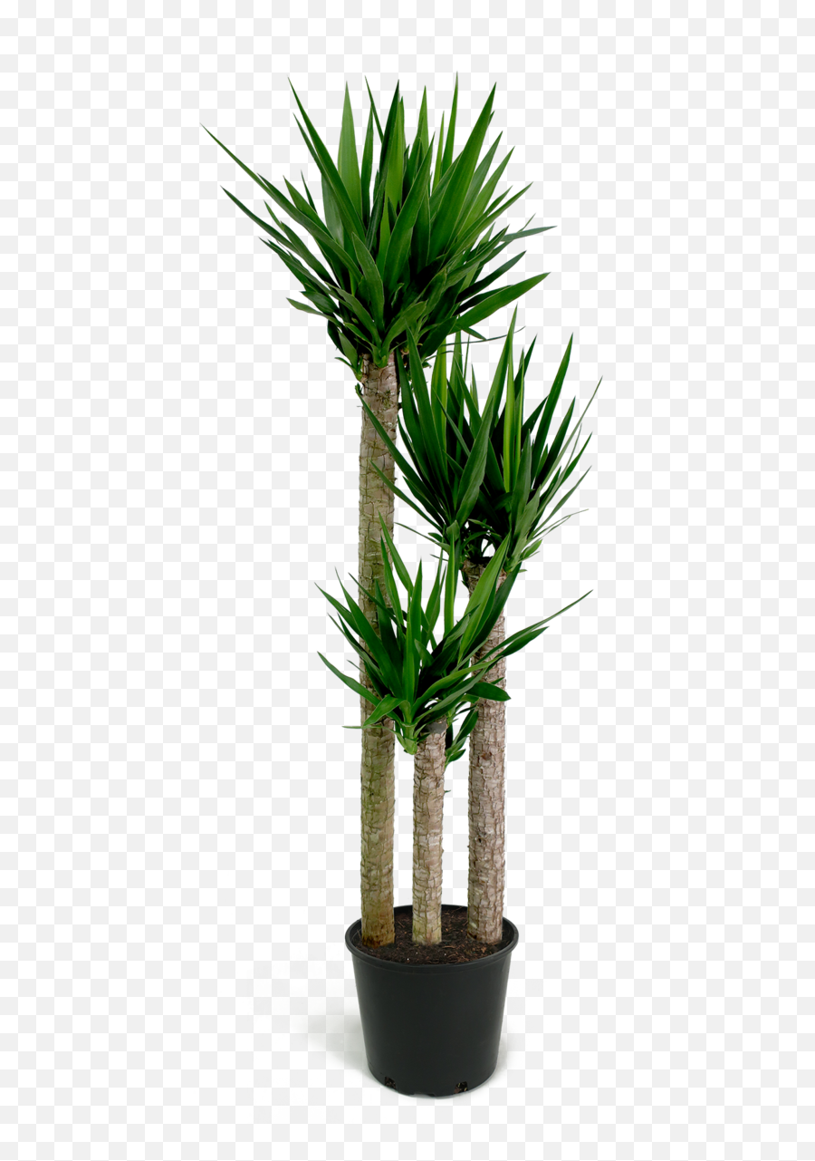Download Yucca Cane Png Image With - Yucca Png,Yucca Png