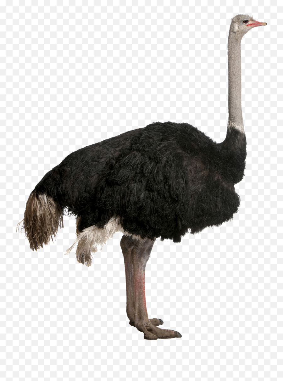 Ostrich Png Images Free Download - Ostrich Transparent Background,Ostrich Png