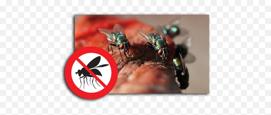My Pest Pros Fly Control Fairfax Va - Housefly Png,Flies Png