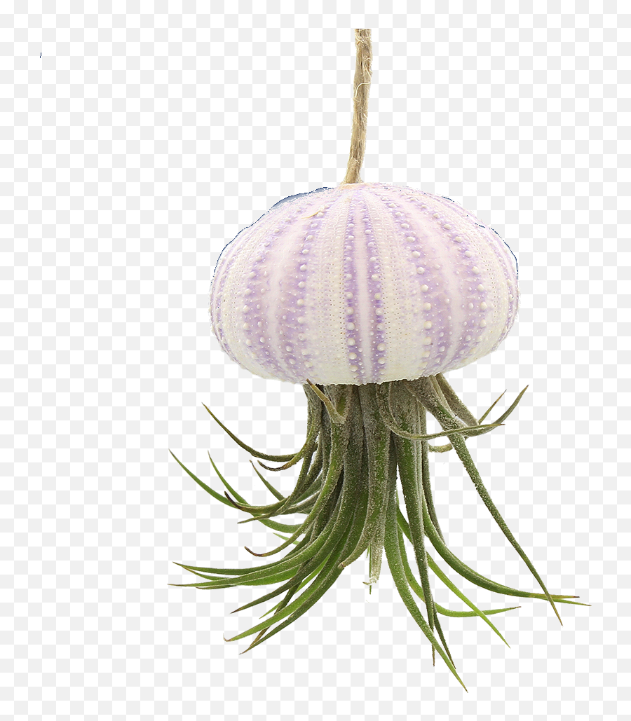 Download Hanging Pink Sea Urchin Jellyfish With Live - Tillandsia Hanging Jellyfish Png,Sea Urchin Png