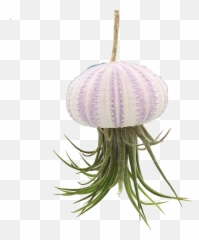 Download Hanging Pink Sea Urchin Jellyfish With Live - Tillandsia Hanging Jellyfish Png,Sea Urchin Png