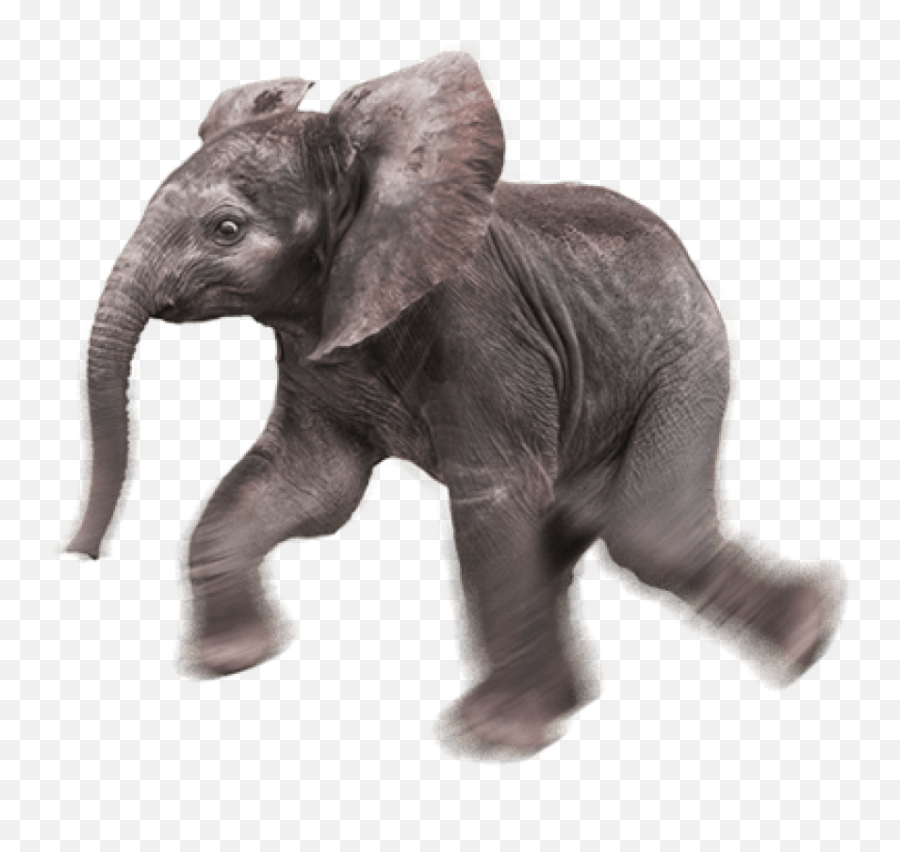 Baby Elephant Transparent Background - Baby Elephant Transparent Background Png,Elephant Transparent Background