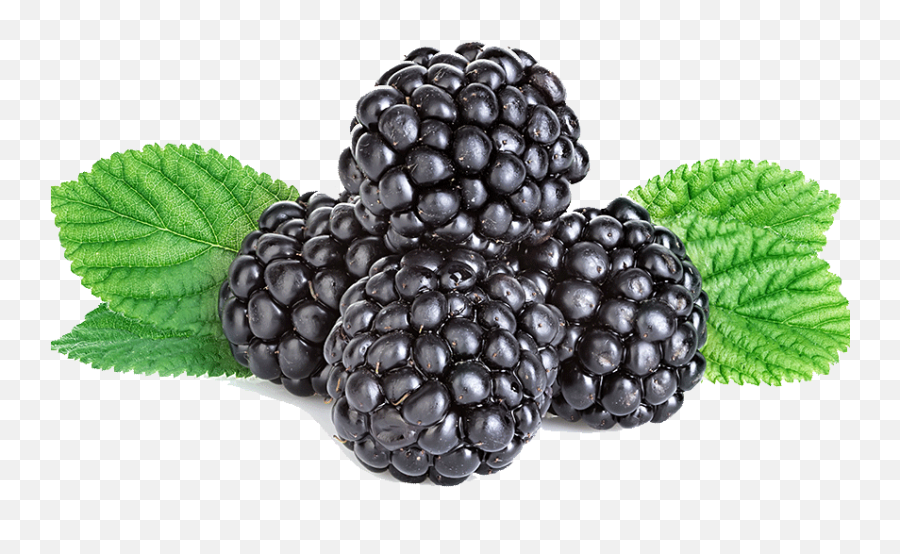 Full Size Png Image - Blackberry,Blackberries Png