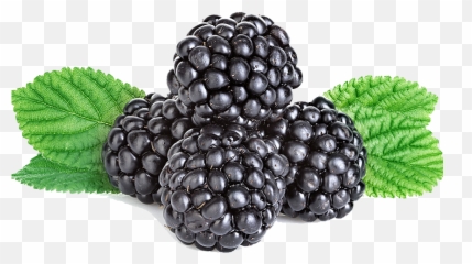 Full Size Png Image - Blackberry,Blackberries Png