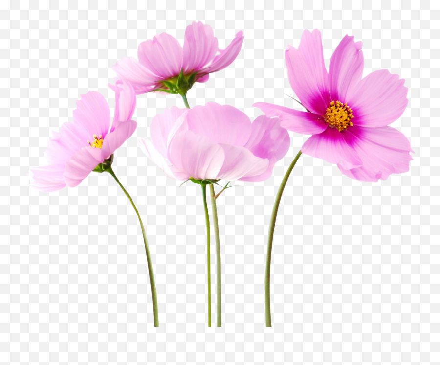 Colorful Flowers Png Transparent Image - Flower Png,Flowers Png