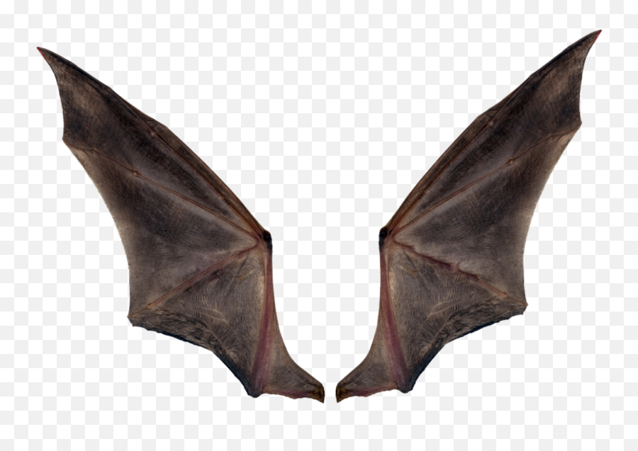 Devil Wings Photo Editing Background - Bat Wings Png,Devil Wings Png