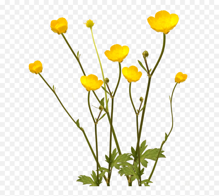 Buttercup Flower Transparent U0026 Png Clipart Free Download - Ywd Wild Flowers Transparent Background,Yellow Flower Transparent Background